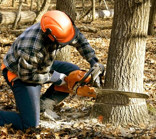 Tree Removal in Mount Berry, GA